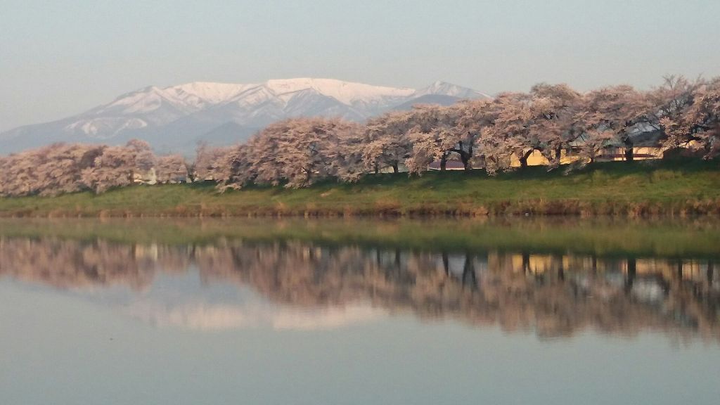 宮城県大河原町　一目千本桜